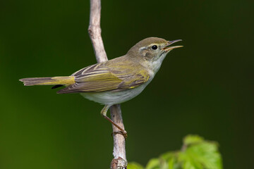 Westelijke Bergfluiter, Western Bonelli's Warbler; Phylloscopus bonelli