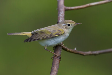 Westelijke Bergfluiter, Western Bonelli's Warbler; Phylloscopus bonelli