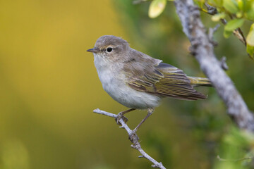 Westelijke Bergfluiter, Western Bonelli's Warbler; Phylloscopus bonelli