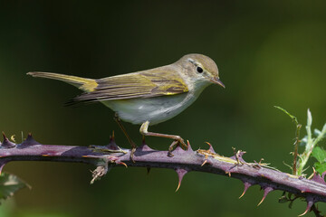 Westelijke Bergfluiter, Western Bonelli's Warbler; Phylloscopus bonelli