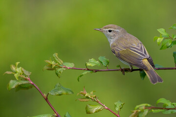 Westelijke Bergfluiter, Western Bonelli's Warbler; Phylloscopus bonelli