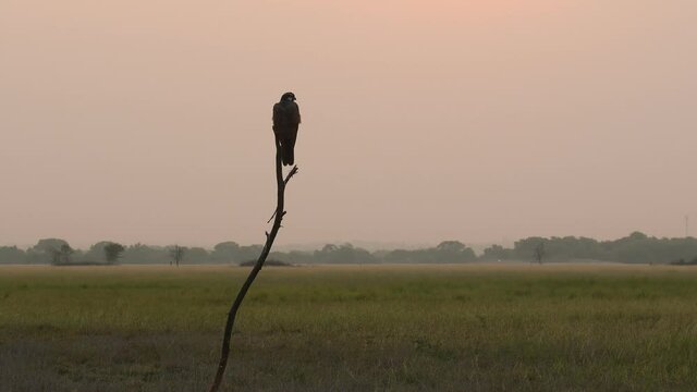 Wide shot of Laggar or lugger falcon or Falco jugger perched with an eye contact on winter morning sunrise light at tal chhapar blackbuck sanctuary churu rajasthan india