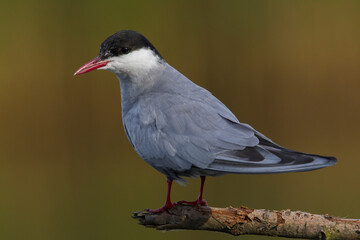 Witwangstern; Whiskered Tern; Chlidonias hybrida