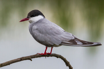 Witwangstern; Whiskered Tern; Chlidonias hybrida