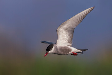 Witwangstern; Whiskered Tern; Chlidonias hybrida