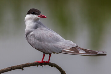 Witwangstern; Whiskered Tern; Chlidonias hybrida