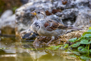 Haussperling (Passer domesticus) Männchen