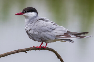 Witwangstern; Whiskered Tern; Chlidonias hybrida
