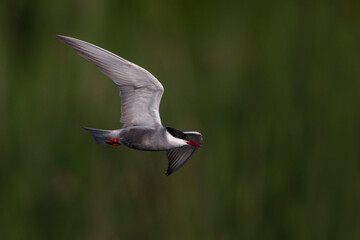 Witwangstern; Whiskered Tern; Chlidonias hybrida