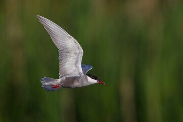 Witwangstern; Whiskered Tern; Chlidonias hybrida