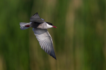 Naklejka premium Witwangstern; Whiskered Tern; Chlidonias hybrida