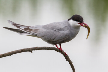 Witwangstern; Whiskered Tern; Chlidonias hybrida