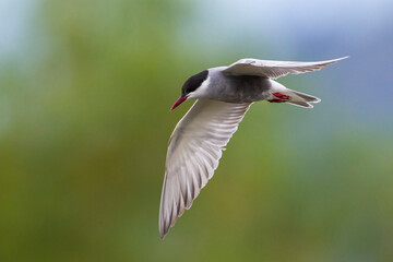 Witwangstern; Whiskered Tern; Chlidonias hybrida