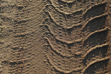 tire tracks on a dirt road close up