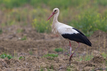 Ooievaar; White Stork; Ciconia ciconia