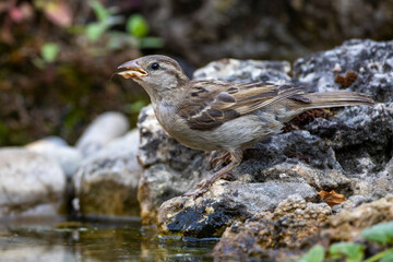 Haussperling (Passer domesticus) Weibchen