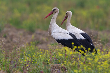 Obraz na płótnie Canvas Ooievaar; White Stork; Ciconia ciconia