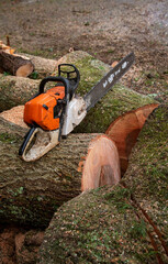 Hampshire, England, UK. 2020. Chain saw resting on cut timber of an Ash tree.