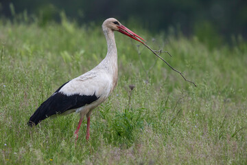 Ooievaar; White Stork; Ciconia ciconia