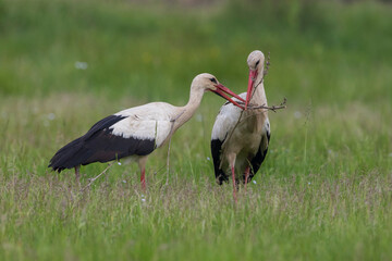 Ooievaar; White Stork; Ciconia ciconia