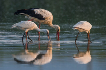 Ooievaar; White Stork; Ciconia ciconia; Lepelaar; Eurasian Spoonbill; Platalea leucorodia