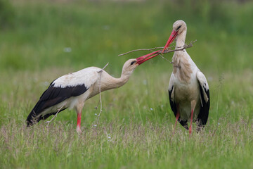 Ooievaar; White Stork; Ciconia ciconia