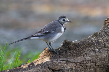 Witte Kwikstaart; White Wagtail; Motacilla alba