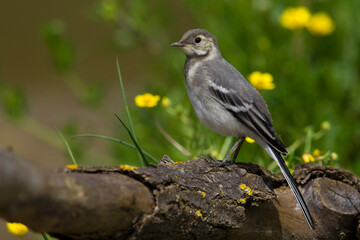 Witte Kwikstaart; White Wagtail; Motacilla alba