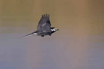 Witte Kwikstaart, White Wagtail, Motacilla alba