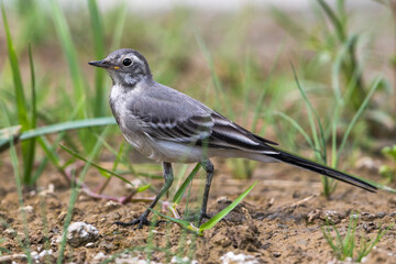 Witte Kwikstaart; White Wagtail; Motacilla alba