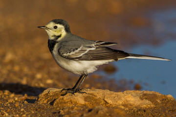 Witte Kwikstaart; White Wagtail; Motacilla alba