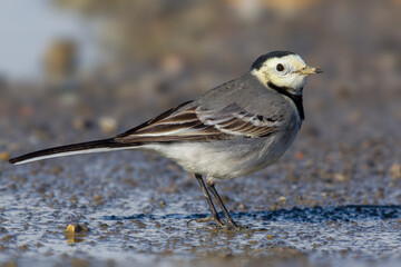 Witte Kwikstaart; White Wagtail; Motacilla alba