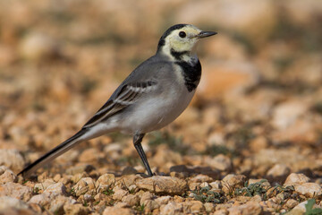Witte Kwikstaart; White Wagtail; Motacilla alba