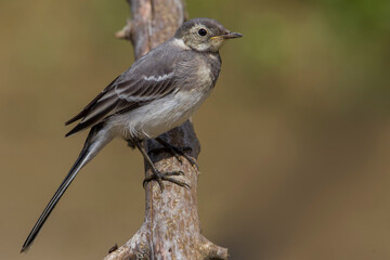 Witte Kwikstaart; White Wagtail; Motacilla alba