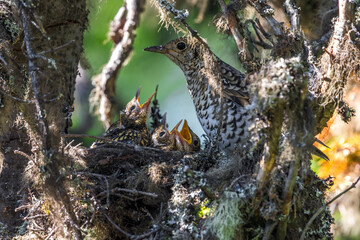 Goudlijster; White's Thrush; Zoothera aurea