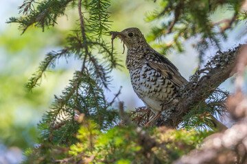Goudlijster; White's Thrush; Zoothera aurea