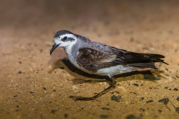 Bont Stormvogeltje, White-faced Storm-Petrel, Pelagodroma marina