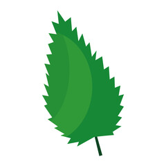 sawn leaf plant flat style icon vector illustration design