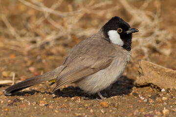 Witoorbuulbuul; White-eared Bulbul; Pycnonotus leucotis
