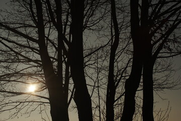 silhouette of trees without leaves