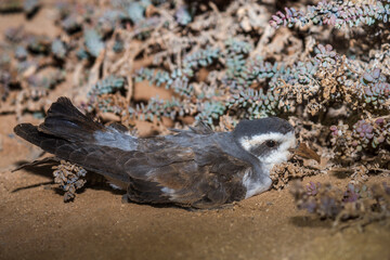 Bont Stormvogeltje, White-faced Storm-Petrel, Pelagodroma marina