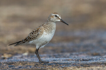 Bonapartes Strandloper; White-rumped Sandpiper; Calidris fuscicollis