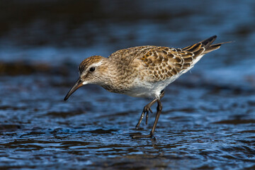 Bonapartes Strandloper; White-rumped Sandpiper; Calidris fuscicollis