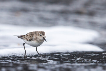 Bonapartes Strandloper, White-rumped Sandpiper, Calidris fuscico