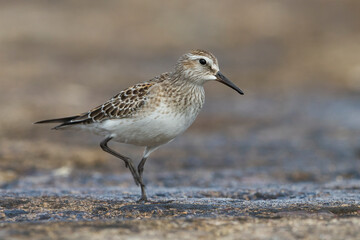 Bonapartes Strandloper; White-rumped Sandpiper; Calidris fuscicollis
