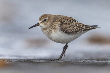 Bonapartes Strandloper, White-rumped Sandpiper, Calidris fuscico