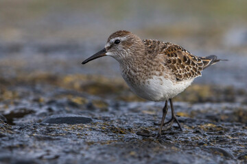 Bonapartes Strandloper; White-rumped Sandpiper; Calidris fuscicollis