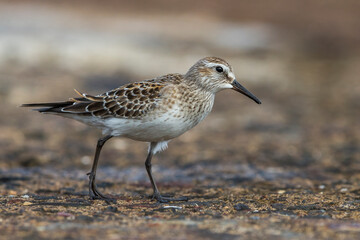 Bonapartes Strandloper; White-rumped Sandpiper; Calidris fuscicollis