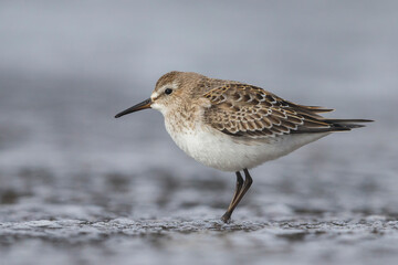 Bonapartes Strandloper, White-rumped Sandpiper, Calidris fuscico