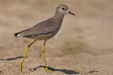 Witstaartkievit; White-tailed Lapwing; Vanellus leucurus